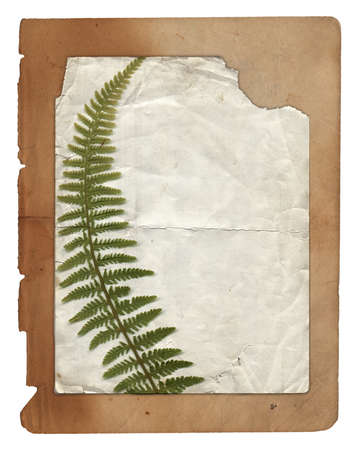 Old paper texture with green dry plant leaves isolated on whiteの写真素材