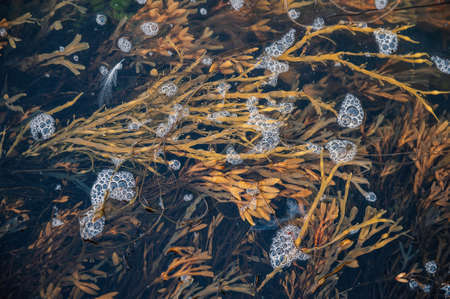 seaweed floating under water in the seaの写真素材