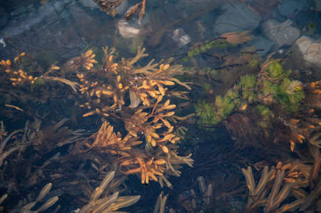 seaweed floating under water in the seaの写真素材