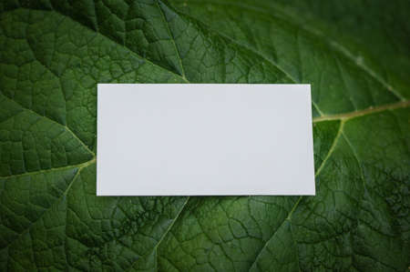 Mock up white empty paper card on the green leaves. Layout for design
