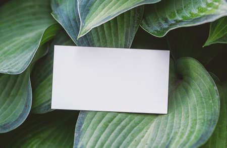 Mock up white empty paper card on the green leaves. Layout for designの写真素材