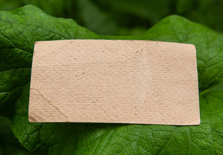 Mock up white empty old vintage paper card on the green leaves. Layout for design