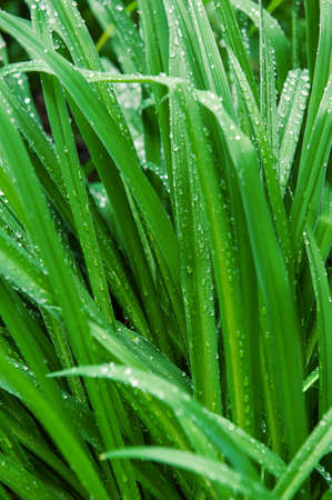 Abstract nature background with green plant leaves and drops of rain for creative designの写真素材