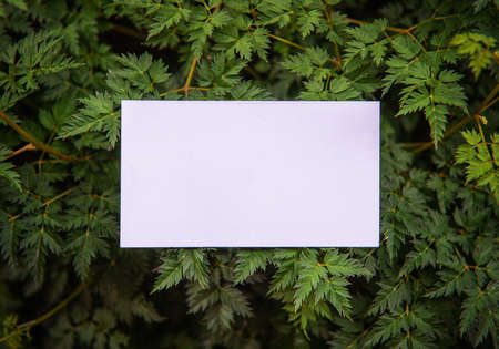 Mock up white empty paper card on the green leaves. Layout for designの写真素材
