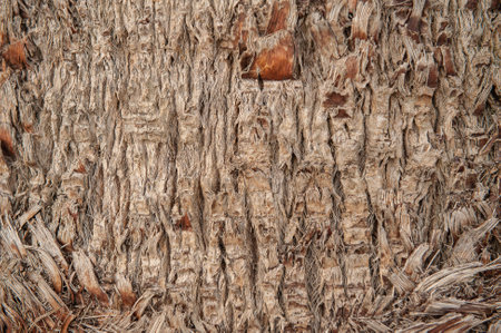 Natural brown background texture of palm barkの写真素材