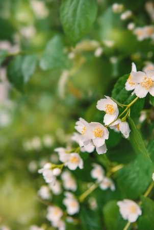 Beautiful white flowers on green leaves background on the tree branchの写真素材