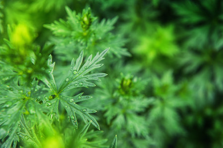 Abstract nature background with green plant leaves and drops of rain for creative designの写真素材
