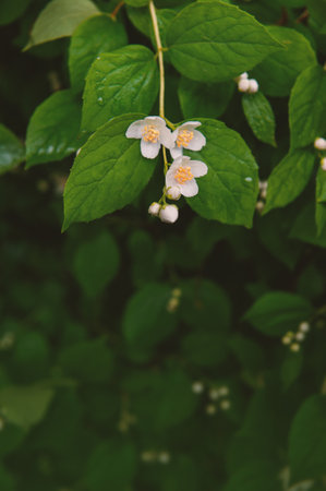 Beautiful white flowers on green leaves on the tree branchの写真素材