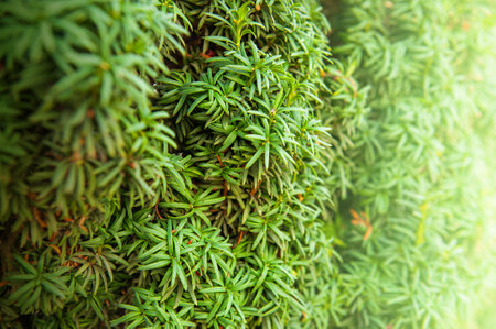 Natural background with green plant leaf texture