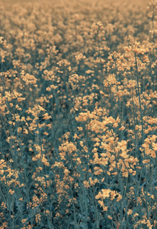 Summer natural background with small yellow flowers on the meadowの写真素材