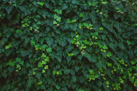 Wall of green ivy leaves texture backgroundの写真素材
