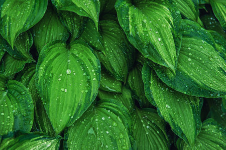 Abstract nature background with green plant leaves and drops of rain for creative designの写真素材
