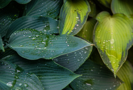 Abstract nature background with green plant leaves and drops of rain for creative designの写真素材
