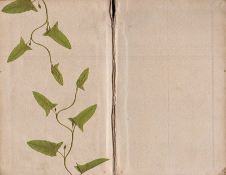 Vintage background of old paper texture with dry green plantの写真素材