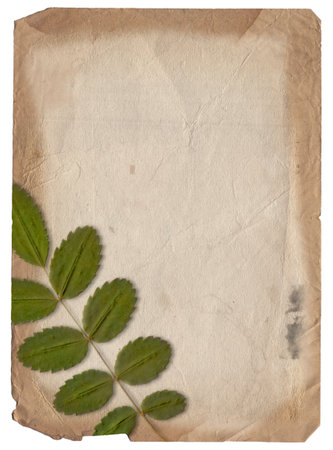 Vintage background of old paper texture with dry plant isolatedの写真素材