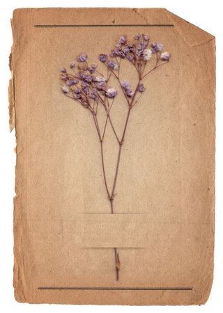 Vintage background of old paper texture with dry flower isolatedの写真素材