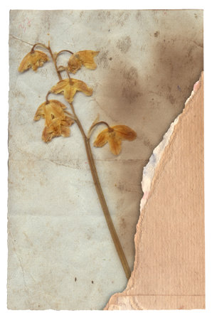 Vintage background of old paper texture with dry flower isolatedの写真素材