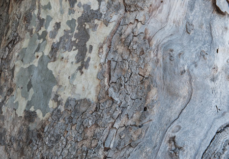 Natural relief background of old tree bark texture