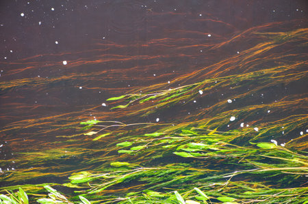 Closeup of green seaweed in the river water