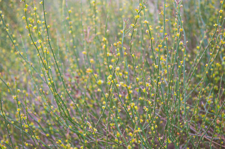 Nature spring background with green plant branches and fresh leaves