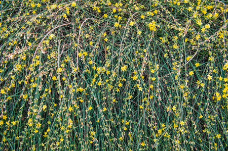 Nature spring background with green plant branches, small yellow flowers and fresh leaves