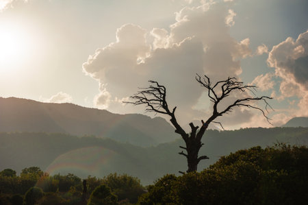 Old dry dead tree with branches against atmospheric sunset sky background