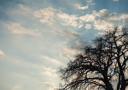 Branches of dry tree against blue cloudy sky