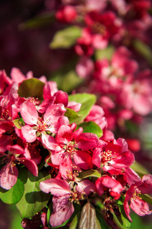 Beautiful spring and summer background with pink cherry blossomの写真素材