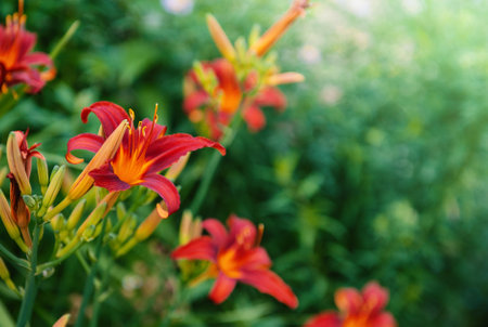 Vibrant orange and red lily flowers blooming in a lush garden, capturing nature's beautyの写真素材