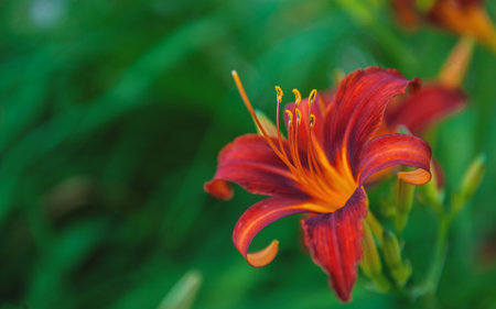 Vibrant orange and red lily flowers blooming in a lush garden, capturing nature's beauty