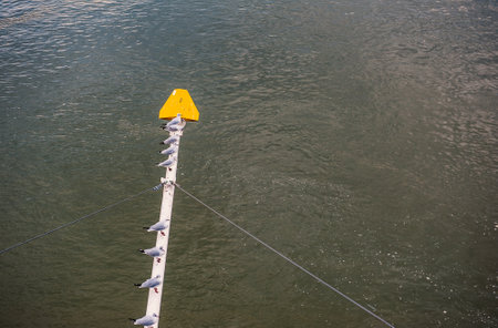 Flock of seagulls perched in a neat line along a pole above a calm river, with a yellow sign at the endの写真素材