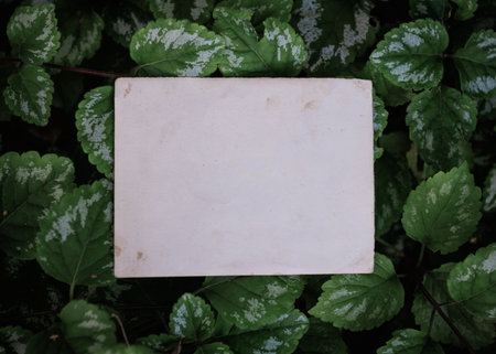 Vintage empty paper lies on green leaves of a plant, creating a rustic and natural background. The...