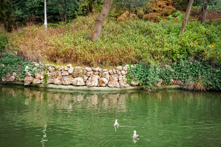 Scenic public park features lush trees, vibrant plants, and a serene lake with swimming seagullsの写真素材