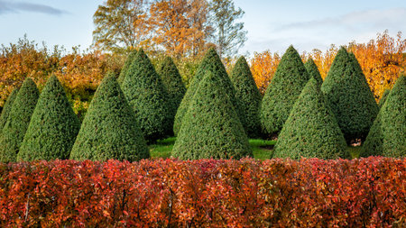 Sculpted topiary garden features vibrant autumn foliage and symmetrical, pruned trees