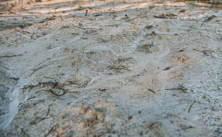 Dry, sandy ground with rough texture and organic patterns shaped by erosionの写真素材