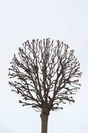 Moody Halloween background with lonely Tree in the fog outdoor