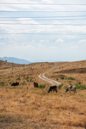 Serene landscape in Armenia with rolling hills, grazing cows, and distant mountains under a cloudy sky. Electric wires stretch across rural pasturesの写真素材