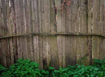 Old wooden fence surrounded by lush green ivy creates a rustic outdoor atmosphereの写真素材