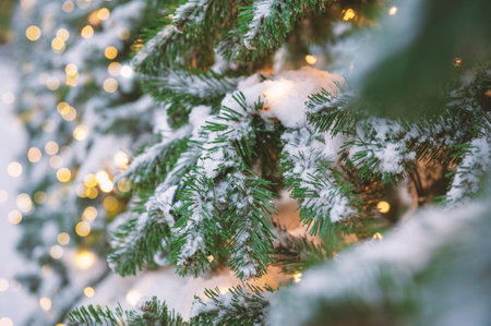 Snow-covered branches of a Christmas tree glow with festive lights outdoors, creating a magical winter sceneの写真素材