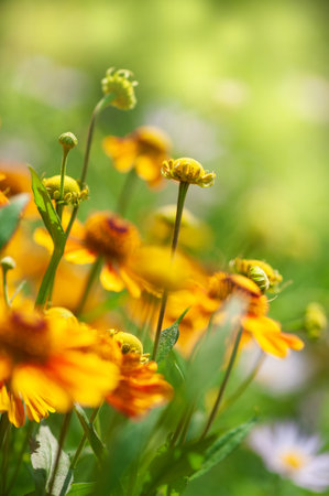 Bright yellow flowers bloom vibrantly in the summer sunlight showcase the beauty of an idyllic meadow in full bloomの写真素材