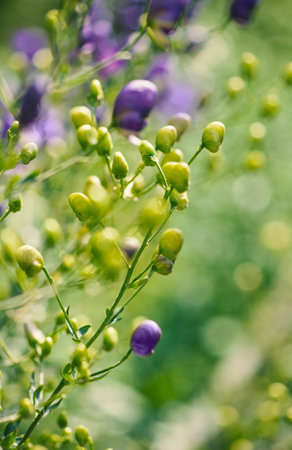 Wildflowers with vibrant petals and soft bokeh capture the essence of spring in a natural meadowの写真素材