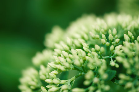 Fresh tender green buds delicately bloom, creating a serene and minimal botanical display