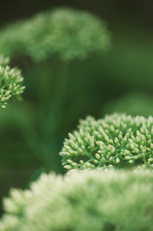 Fresh tender green buds delicately bloom, creating a serene and minimal botanical display