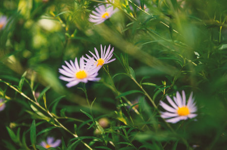 Closeup of delicate Aster petals, perfect for illustrating floral growth.の写真素材