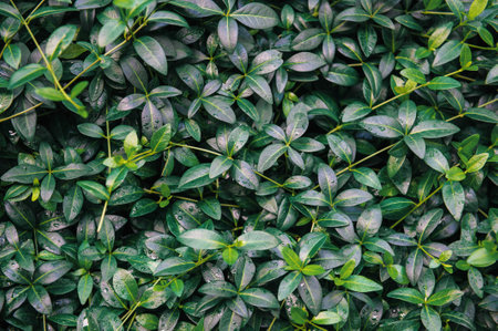 Nature summer background with green wet leaves with drops of water