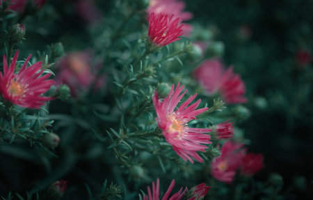 Vibrant Aster fruticosa Anneke blooms in a lush green garden, showcasing nature colorful beautyの写真素材