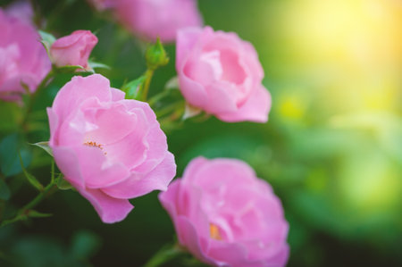 Soft petals of pink roses offer a serene and elegant floral display in the gardenの写真素材