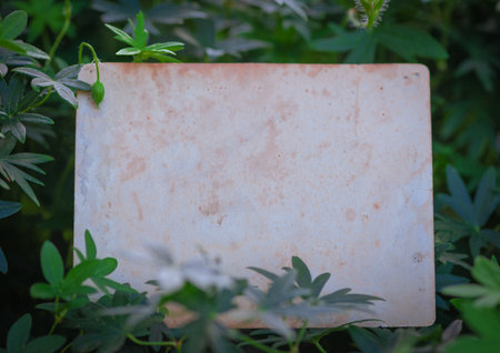 Vintage empty paper lies on green leaves of a plant, creating a rustic and natural background. The weathered sheet blends with botanical foliage, offering an eco-friendly textureの写真素材