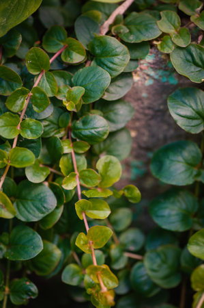 Detailed nature background of lush green leaves with soft textures and vibrant vines