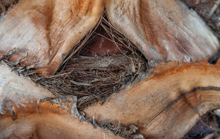 Closeup of palm bark highlights organic fibers and rough textureの写真素材